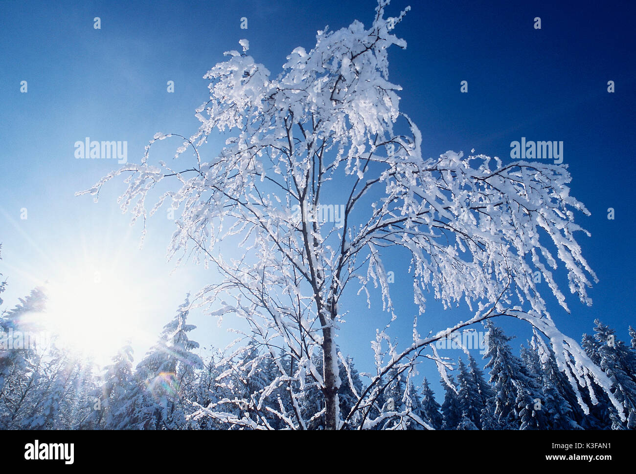 Snowy forks at the winter sun Stock Photo