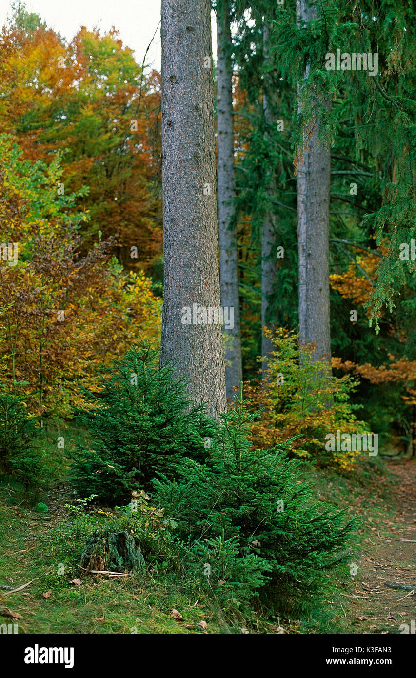 Mixed forest Stock Photo