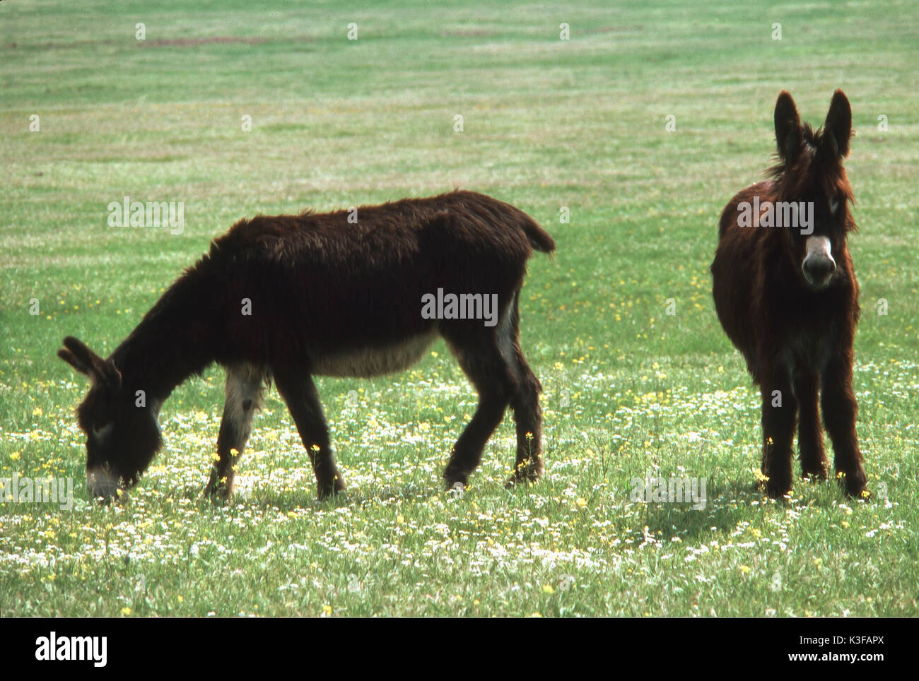 Donkey From The Front Hi Res Stock Photography And Images Alamy