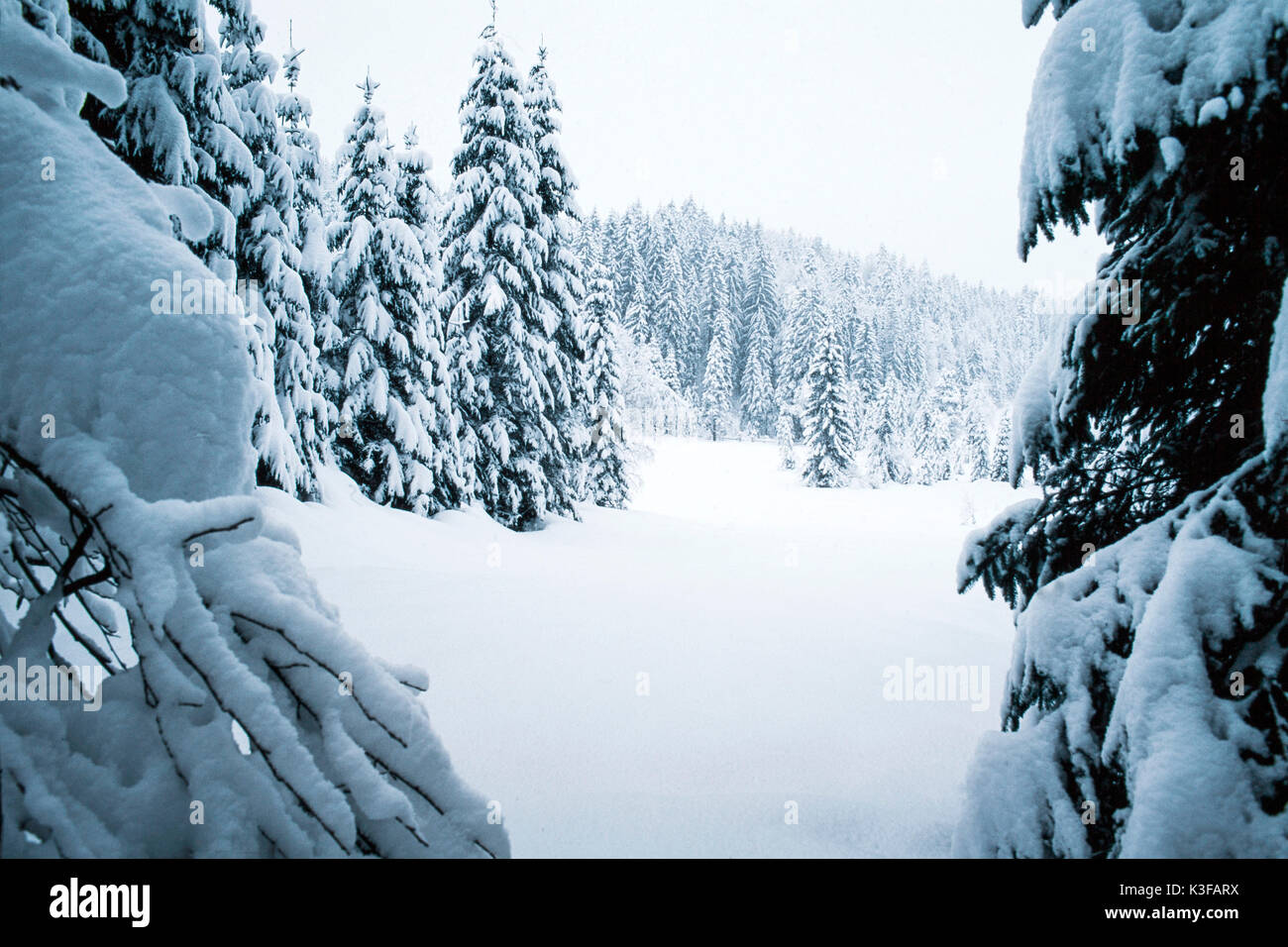 Trees snow ground hi-res stock photography and images - Alamy