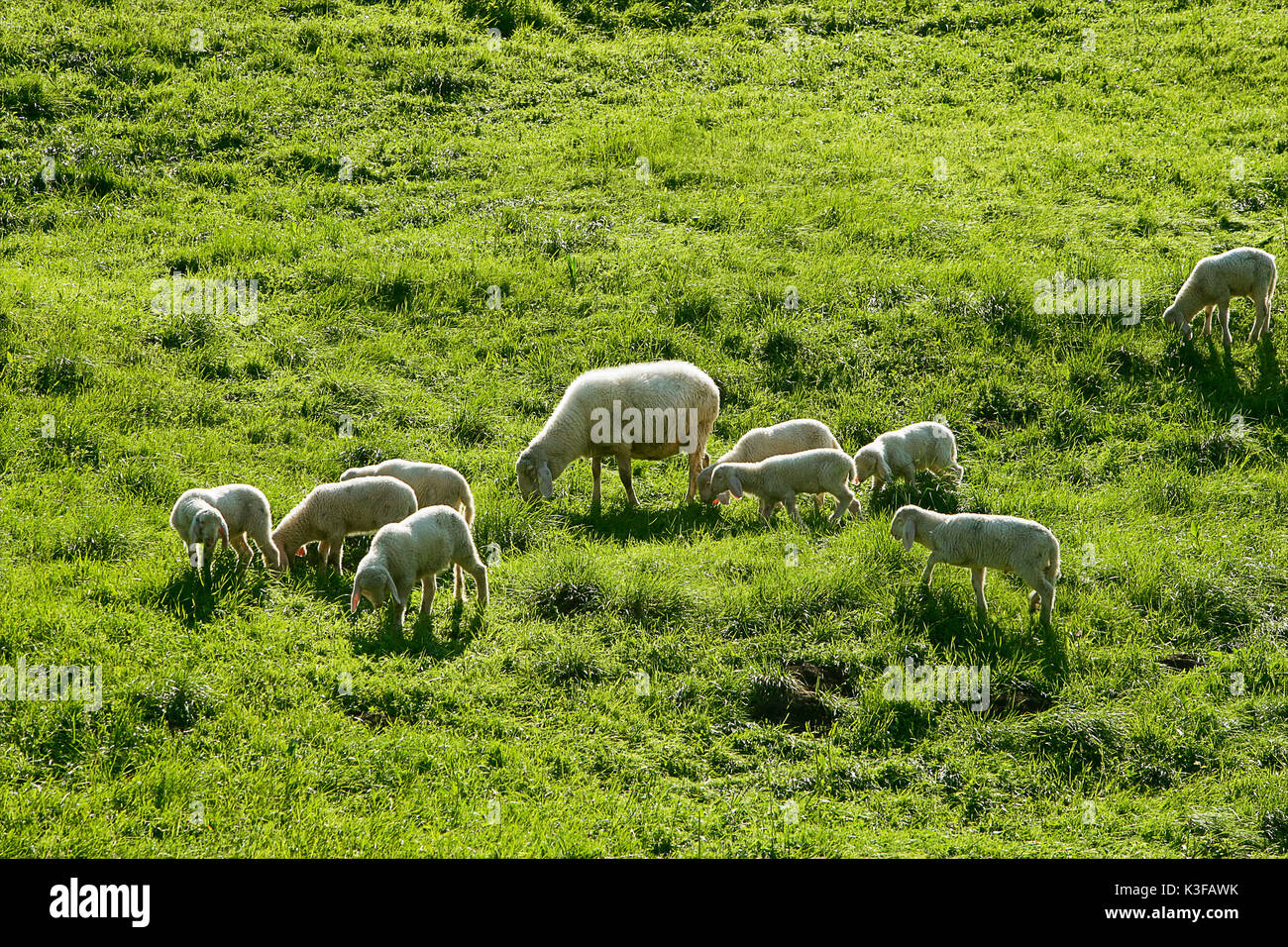 Grazing sheep on pasture hi-res stock photography and images - Alamy