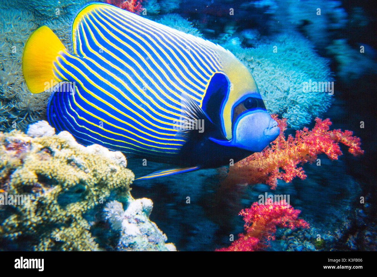 Imperator-imperial fish (Pomacanthus imperator) Stock Photo