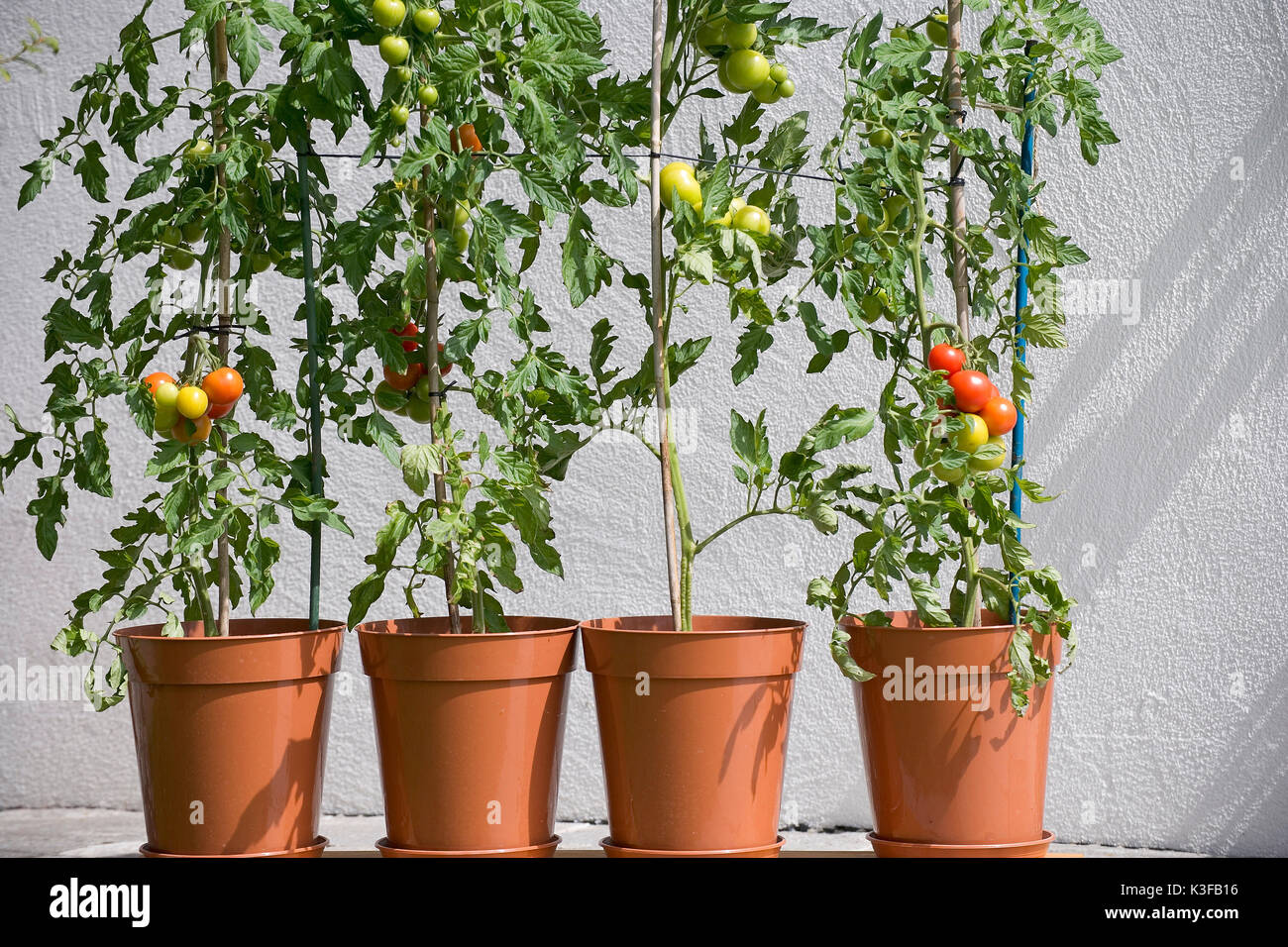 Tomatoes at the shrub drag Stock Photo