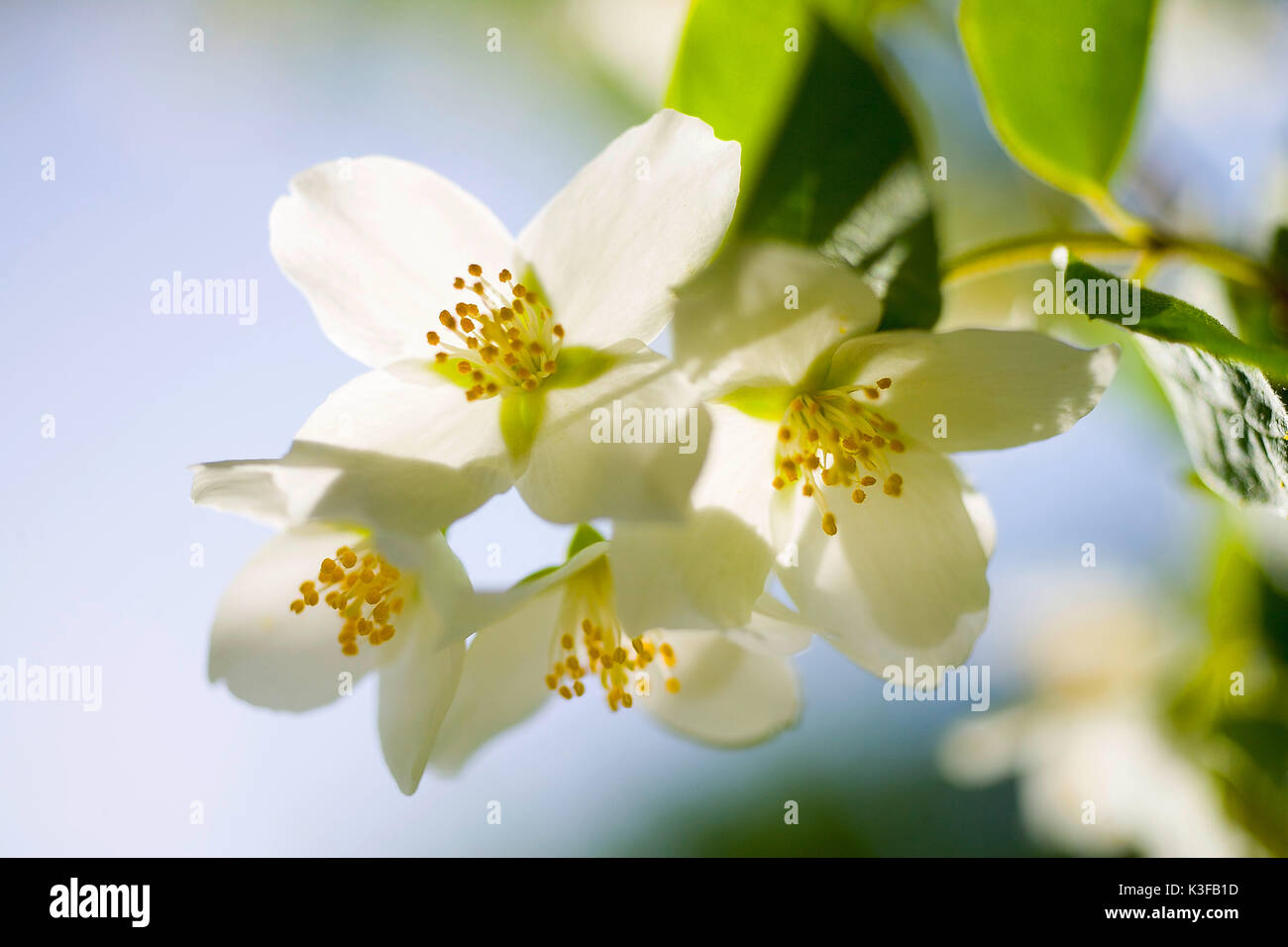 Jasmin's blossom (Jasminum officinale) Stock Photo