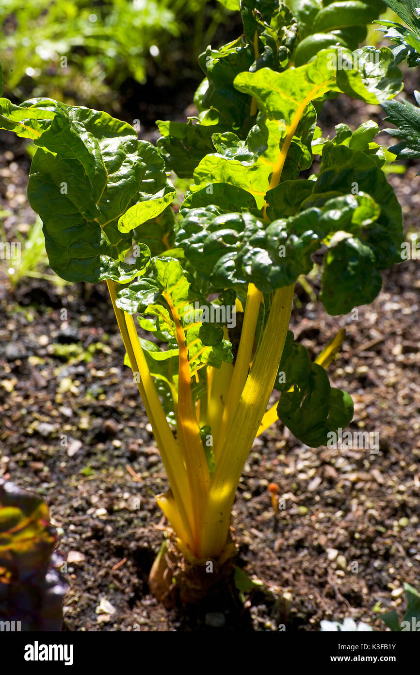 Yellow mangold in a vegetable bed Stock Photo