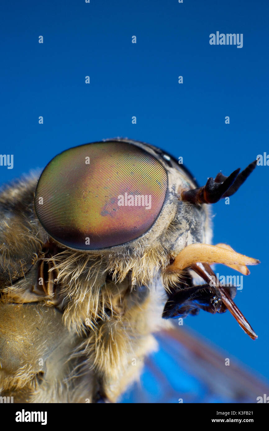 Compound eye of a horse's fly Stock Photo