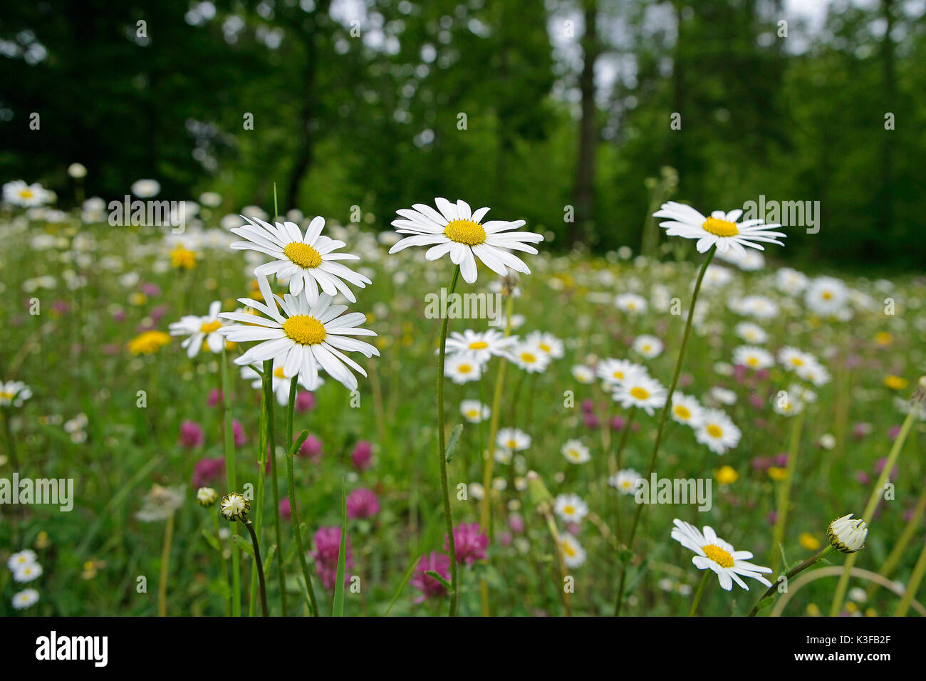 Spring meadow with  boarder rites Stock Photo