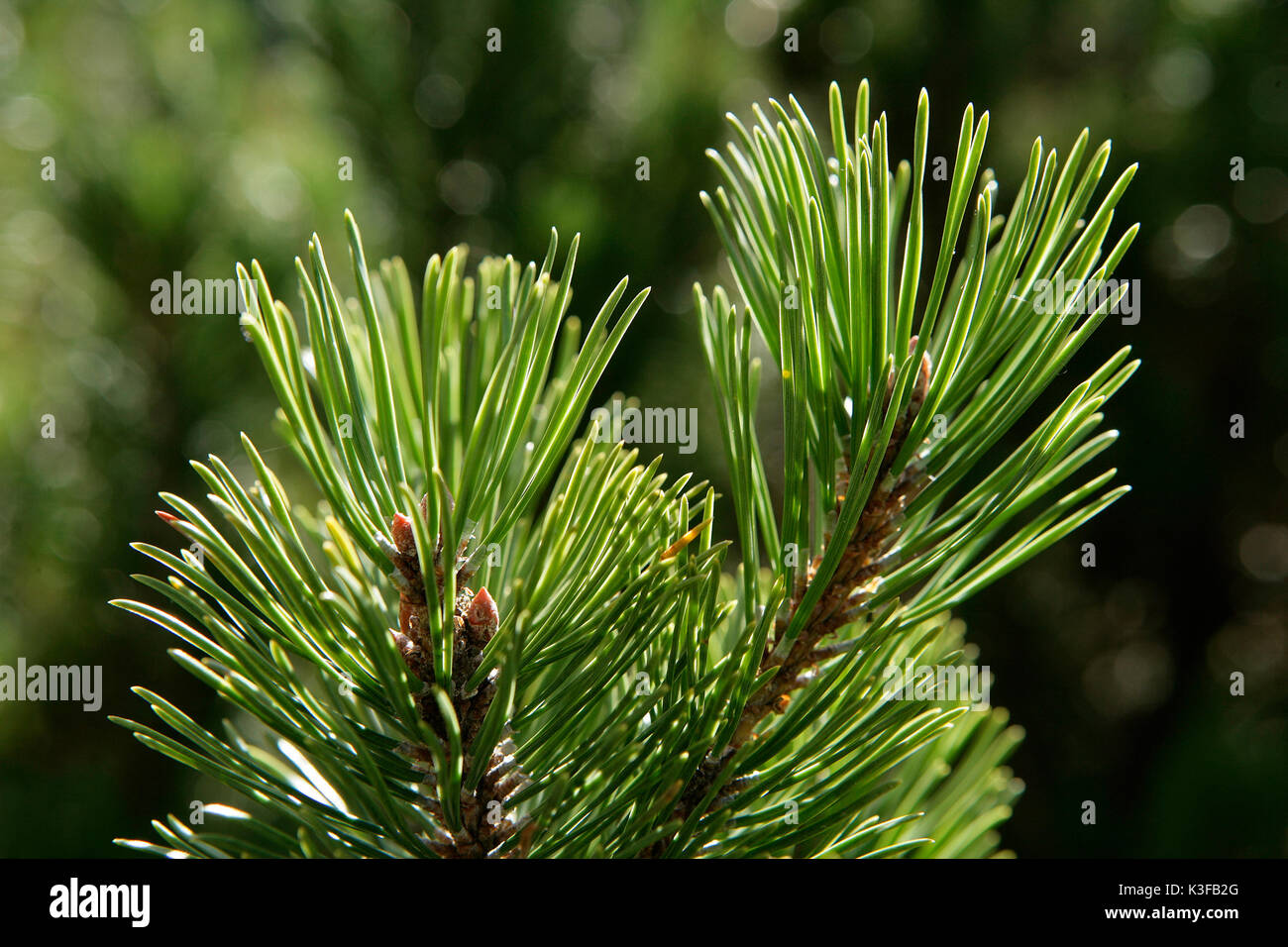 Mountain pine jaw Stock Photo