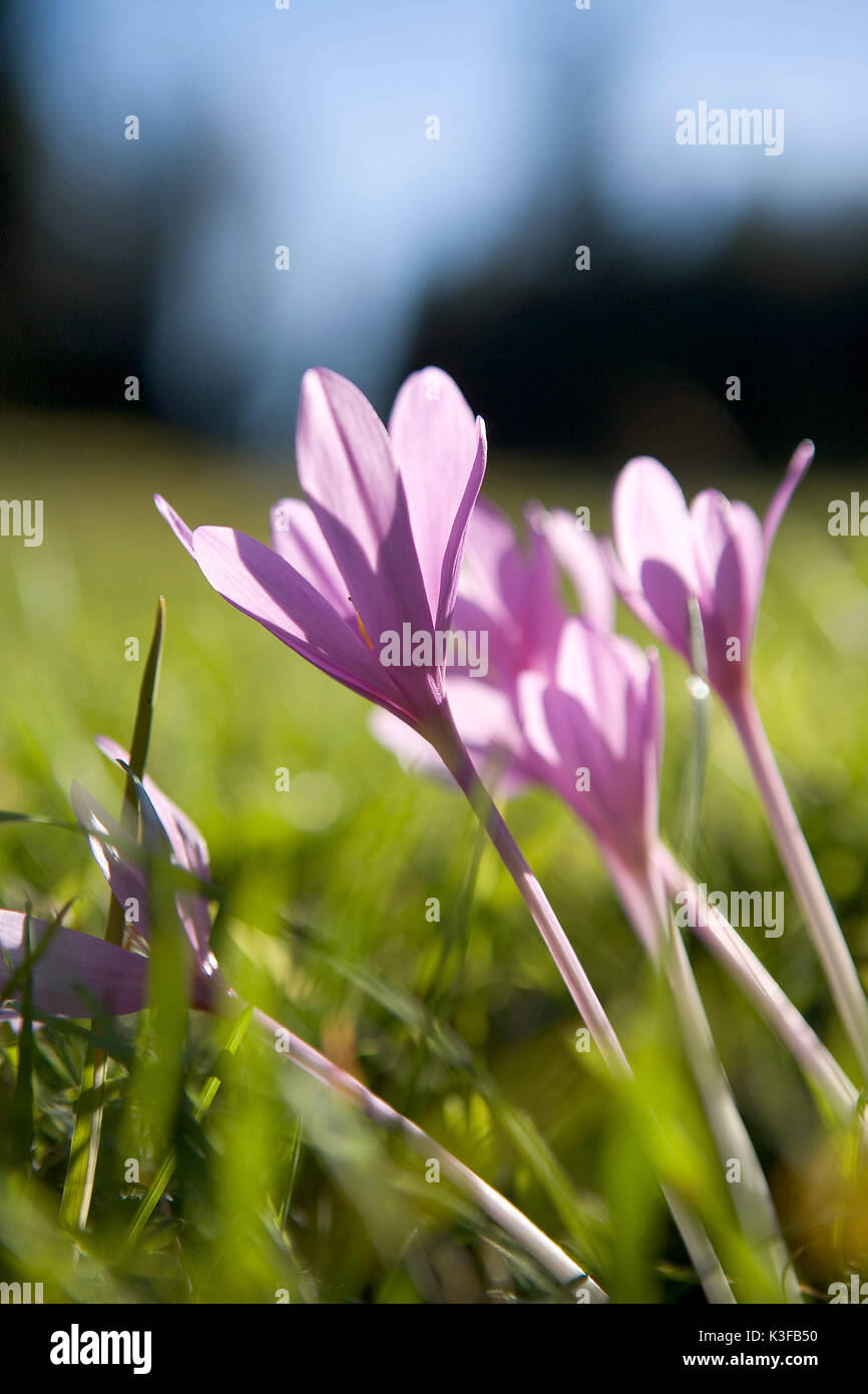 Meadow saffron hires stock photography and images Alamy