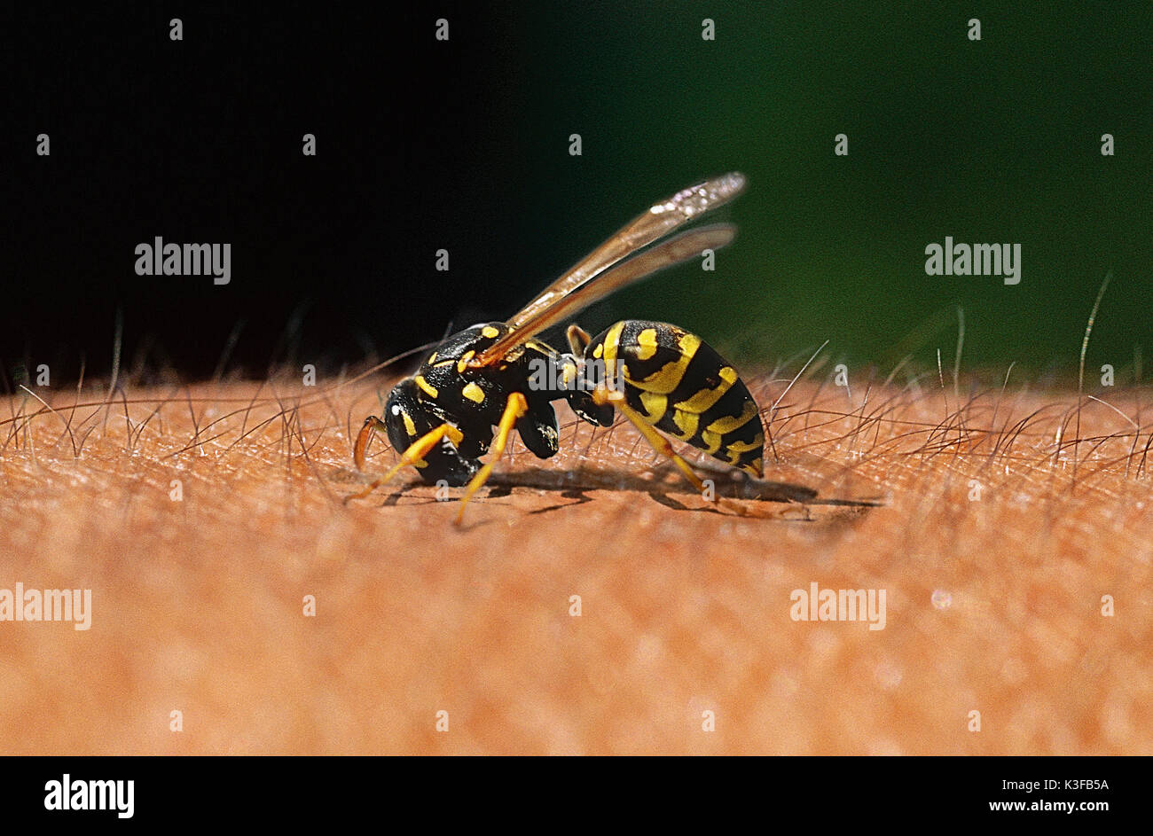 Wasp stings in arm Stock Photo