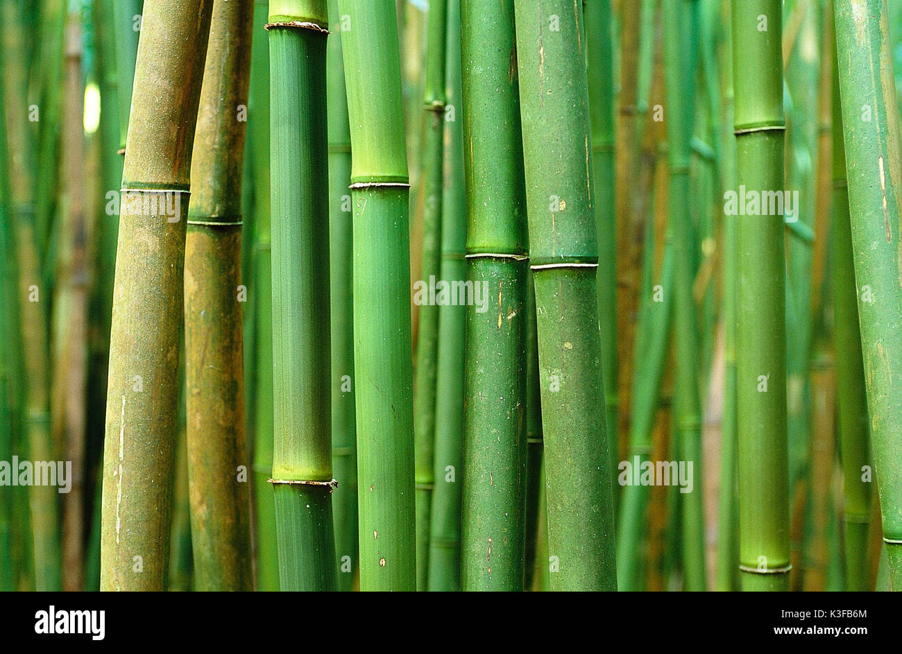 Bamboo and nature hi-res stock photography and images - Alamy