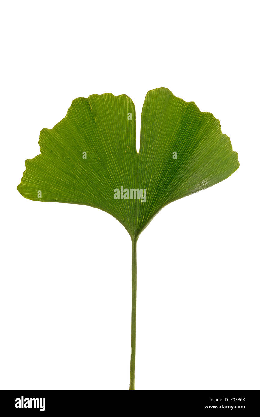 gingko leaf Stock Photo