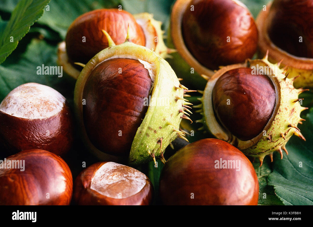 Horse chestnuts Stock Photo