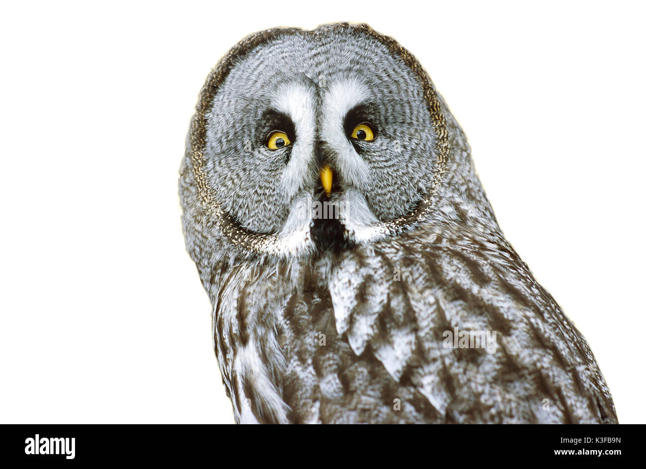 Eagle owl, owl, owl Stock Photo