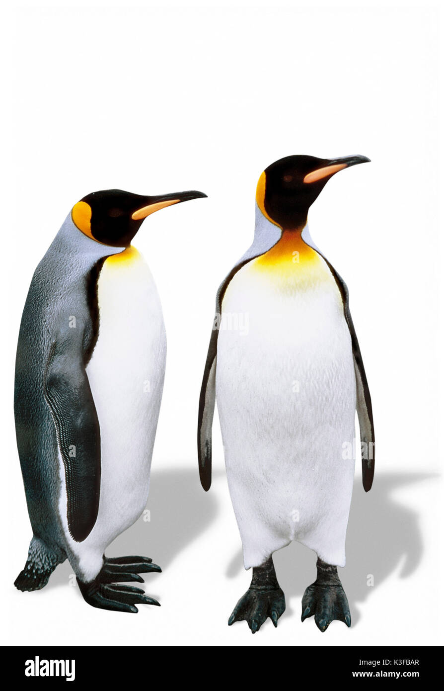King's penguins in Antarctic Stock Photo