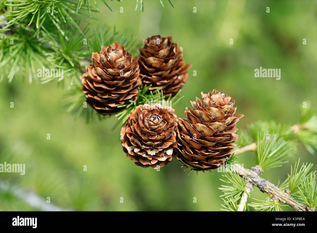 Larch cones hires stock photography and images Alamy