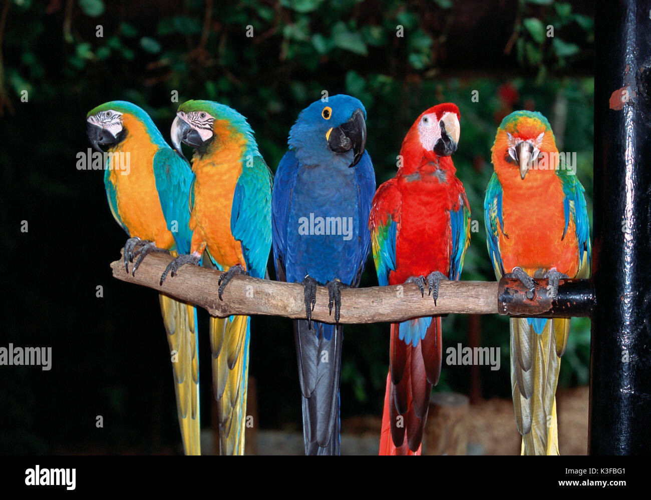 Parrots Stock Photo