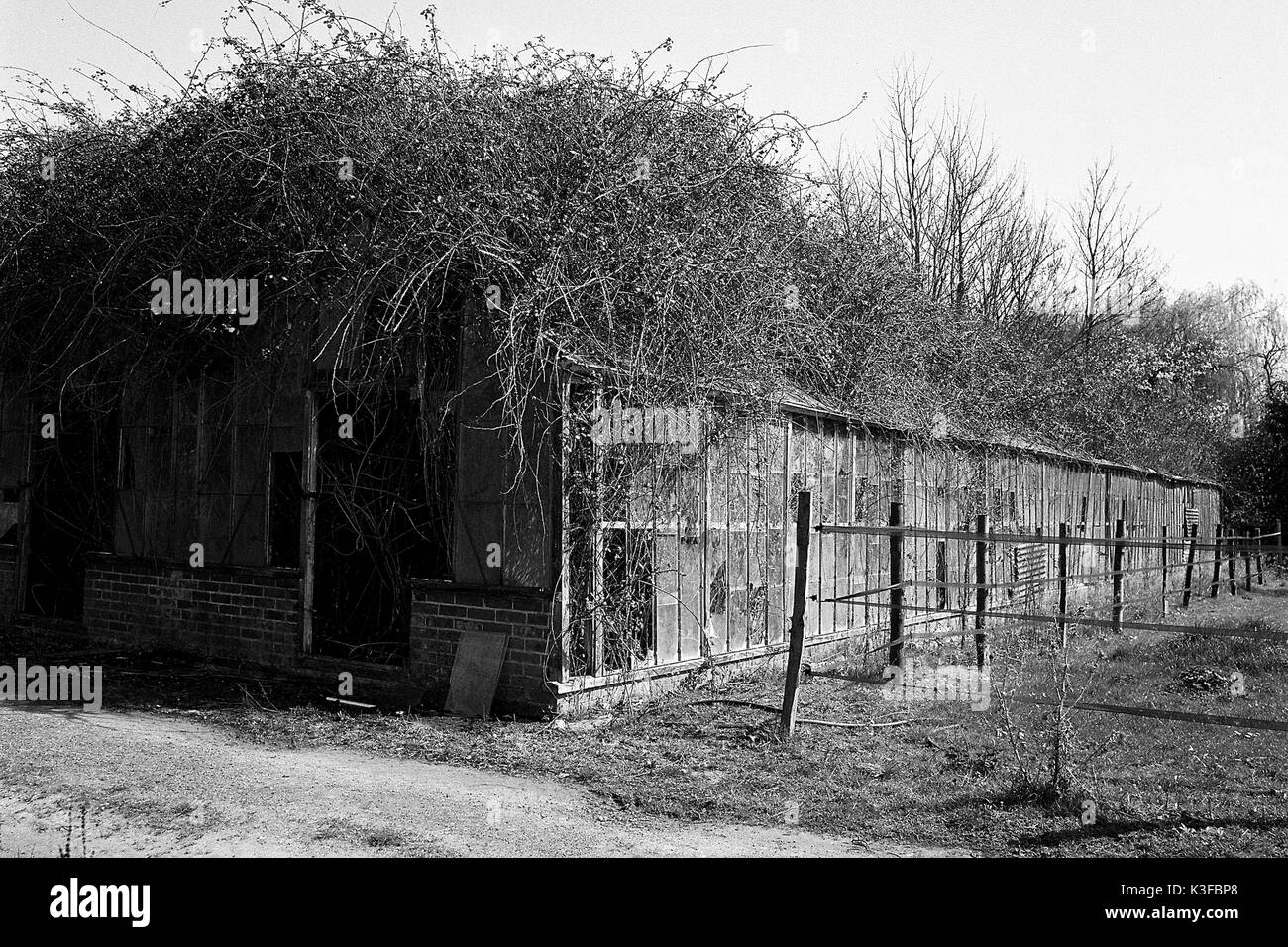 Rundown Kidby Nurseries, Little Clacton, Essex, in a state of decline awaiting development into a housing estate. Stock Photo