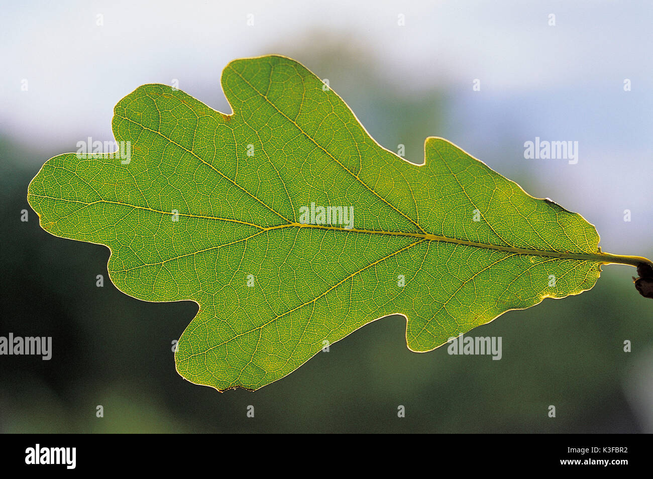 Oak leaf Stock Photo