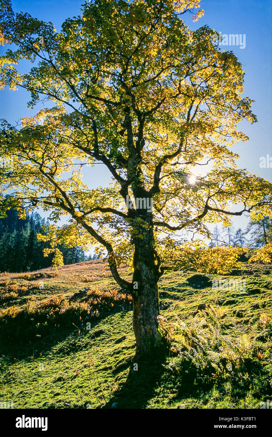 Harewood hires stock photography and images Alamy