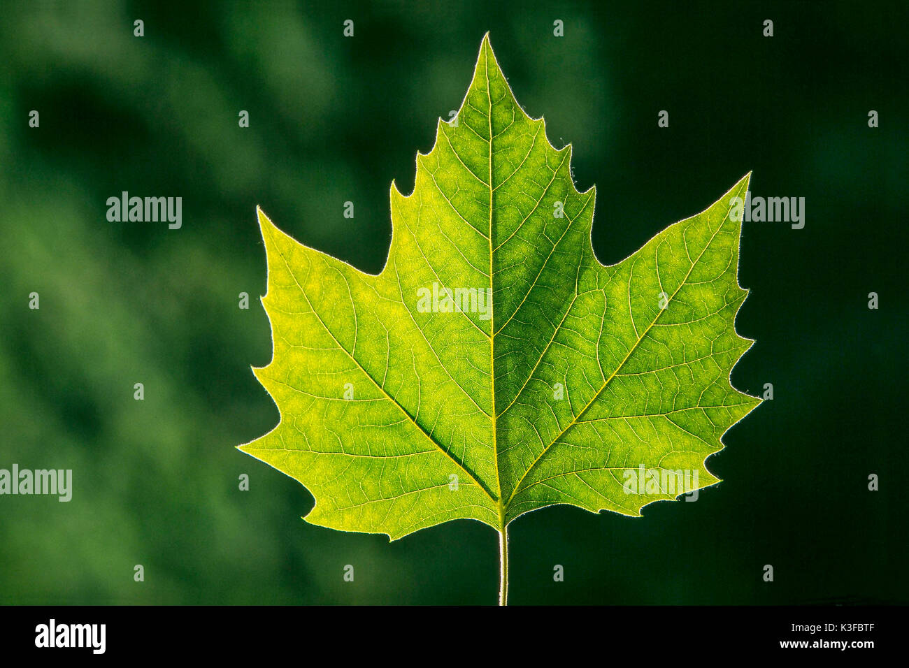 Maple leaf Stock Photo