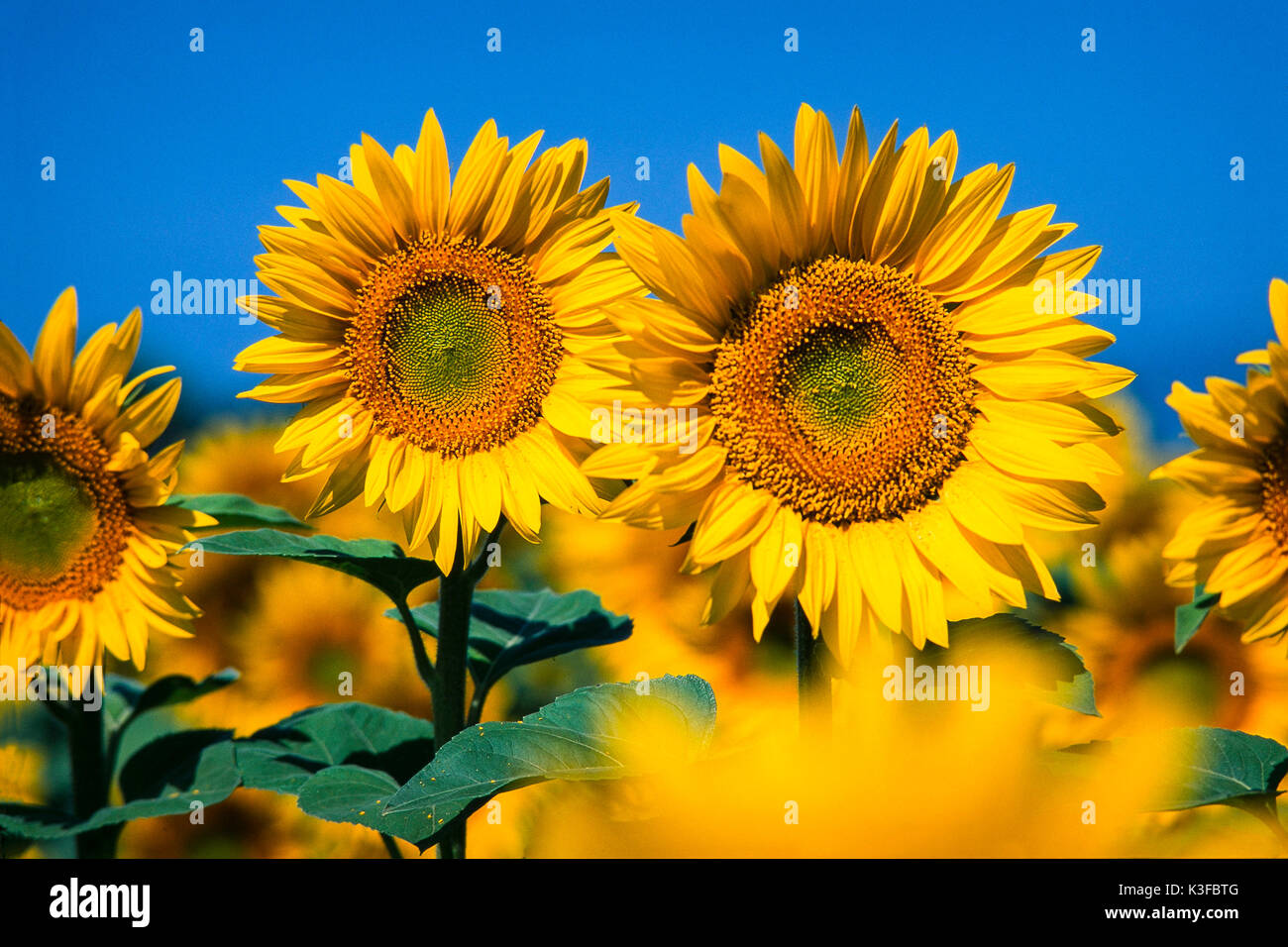 Sunflowers hi-res stock photography and images - Alamy