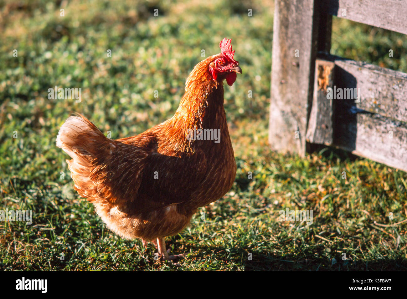 free-range chicken Stock Photo