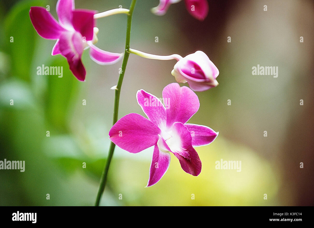 Orchids petals hi-res stock photography and images - Alamy