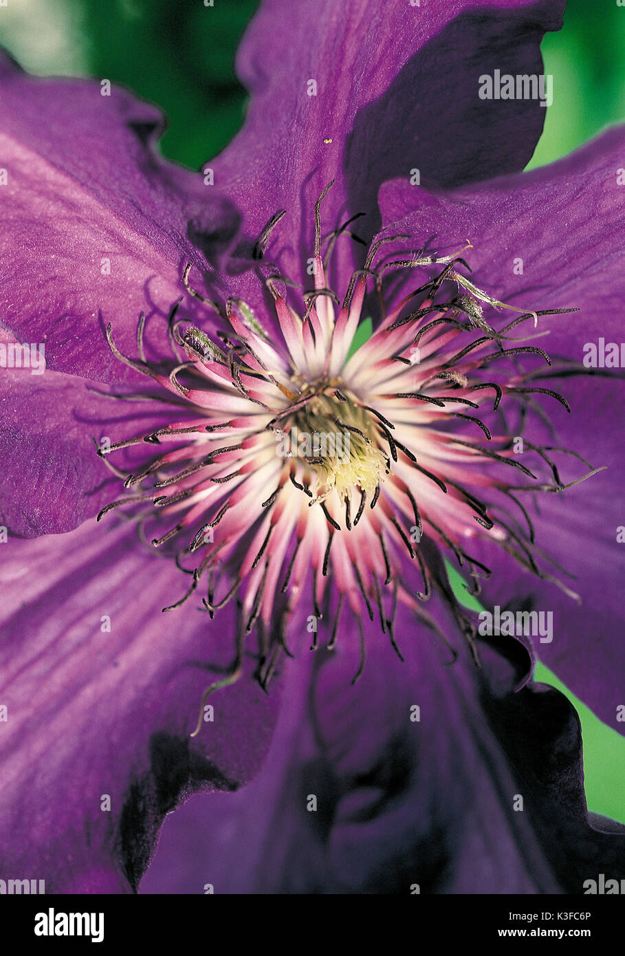 Violette Clematis Stock Photo