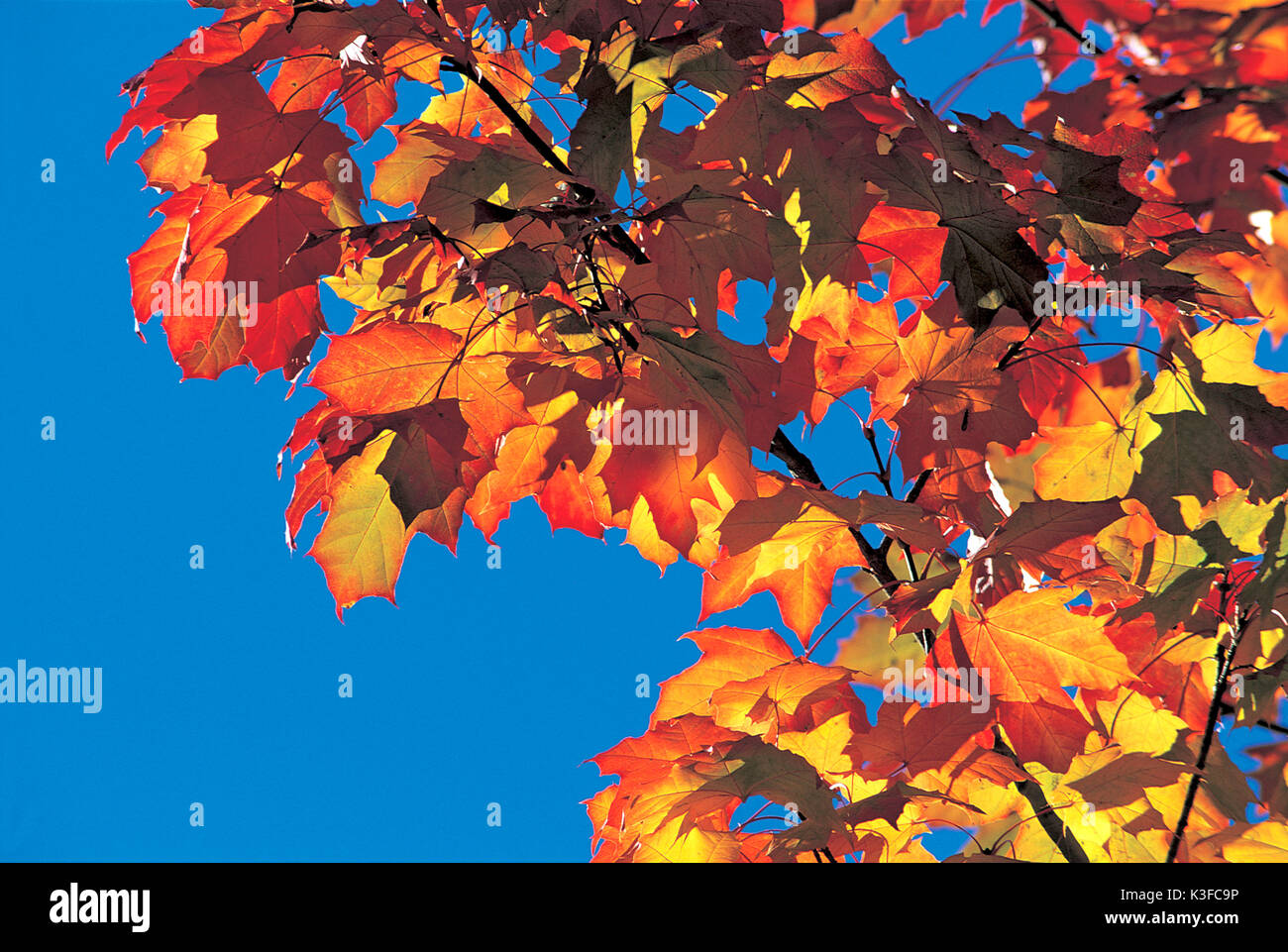 Autumnally tinted maple leaves Stock Photo