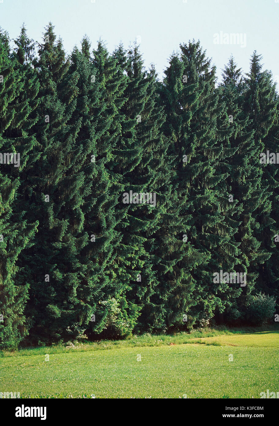 Edge of the forest Stock Photo - Alamy