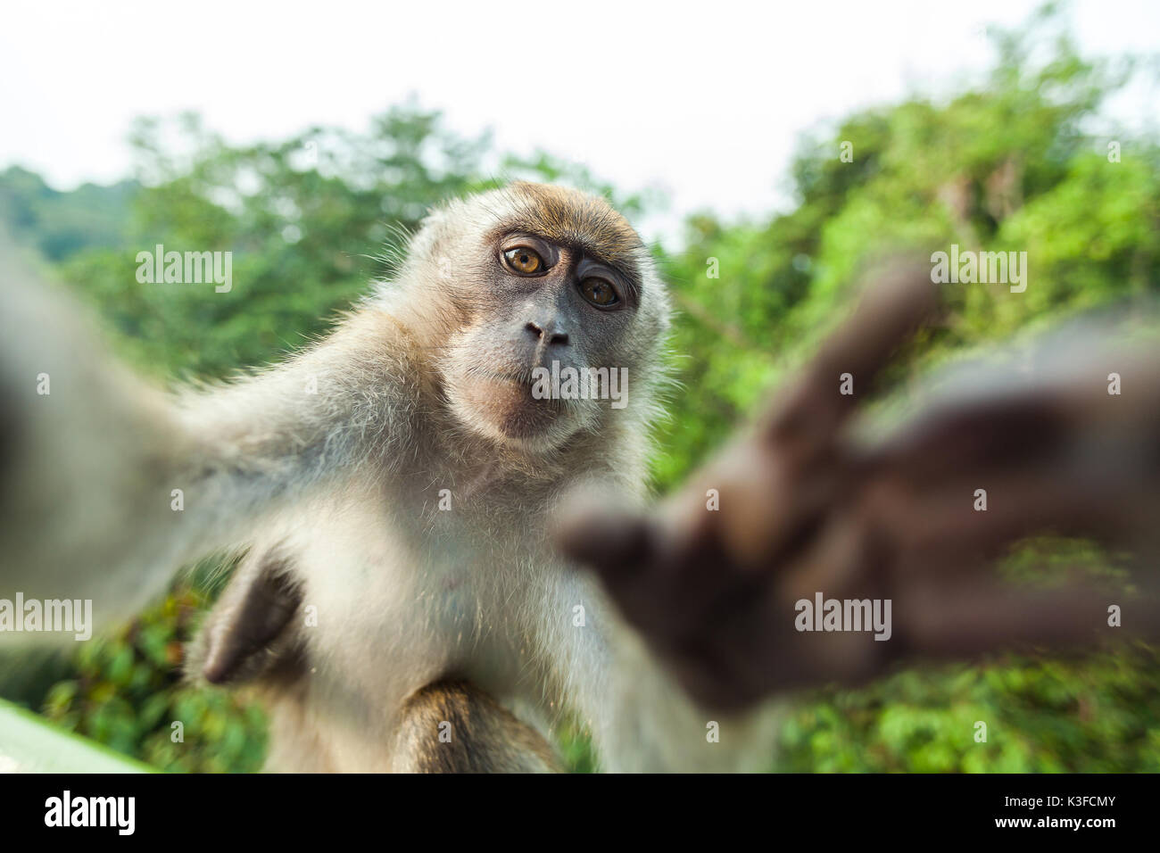 Monkey Selfie: Image Gallery (List View)