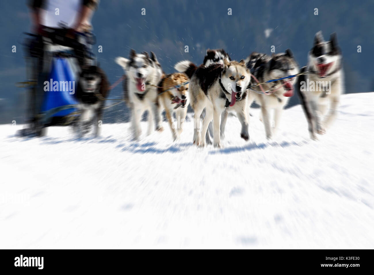 Slide dogs races hires stock photography and images Alamy