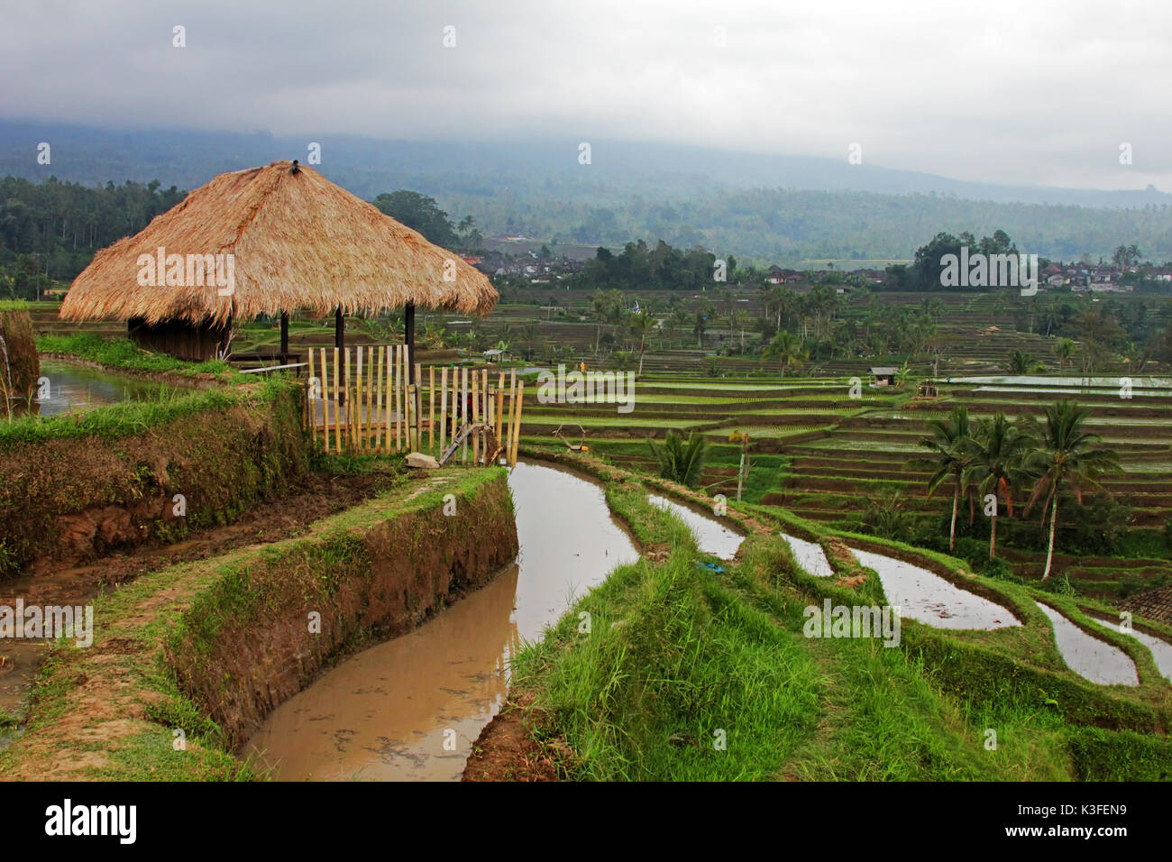 Terraced rice paddies with crops. Bali Stock Photo