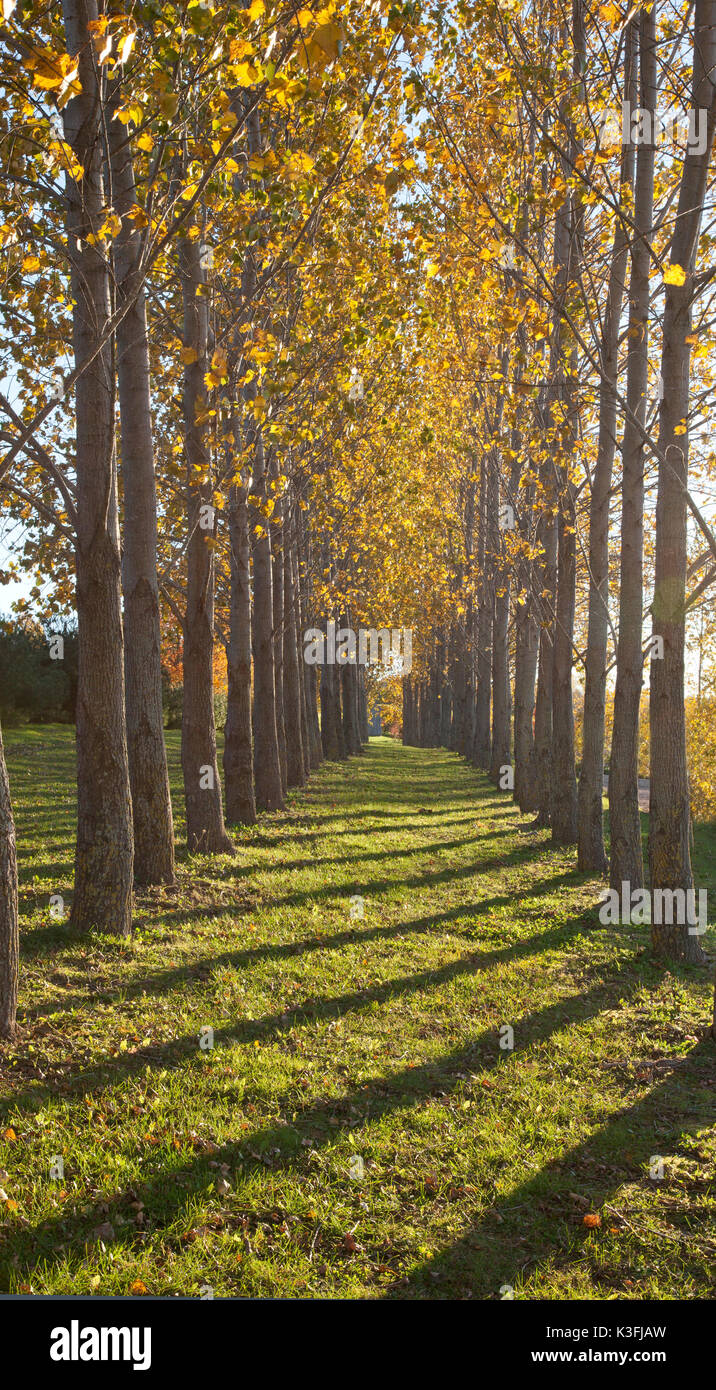 Yellow Rows Row of yellow autumn trees hi-res stock photography and images - Alamy
