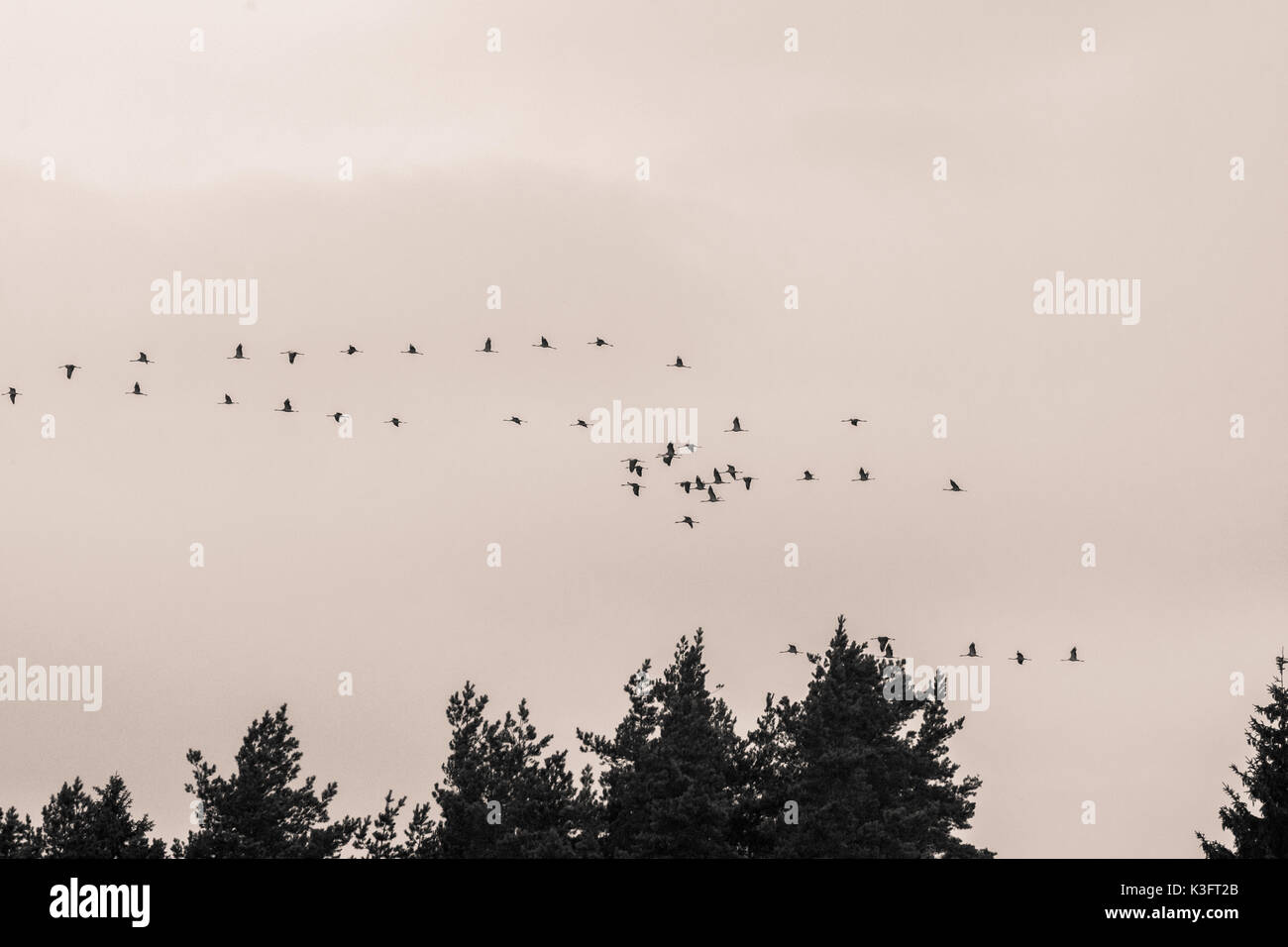 A beautiful formation of a migratory birds in autumn. Cranes flying to the south in fall. Monochrome photograph. Stock Photo