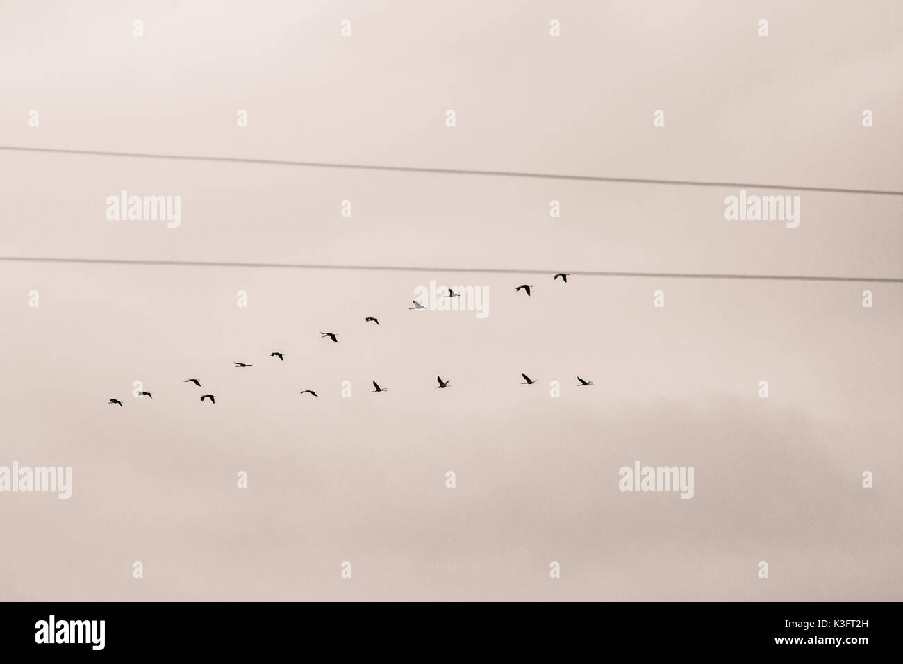 A beautiful formation of a migratory birds in autumn. Cranes flying to the south in fall. Monochrome photograph. Stock Photo