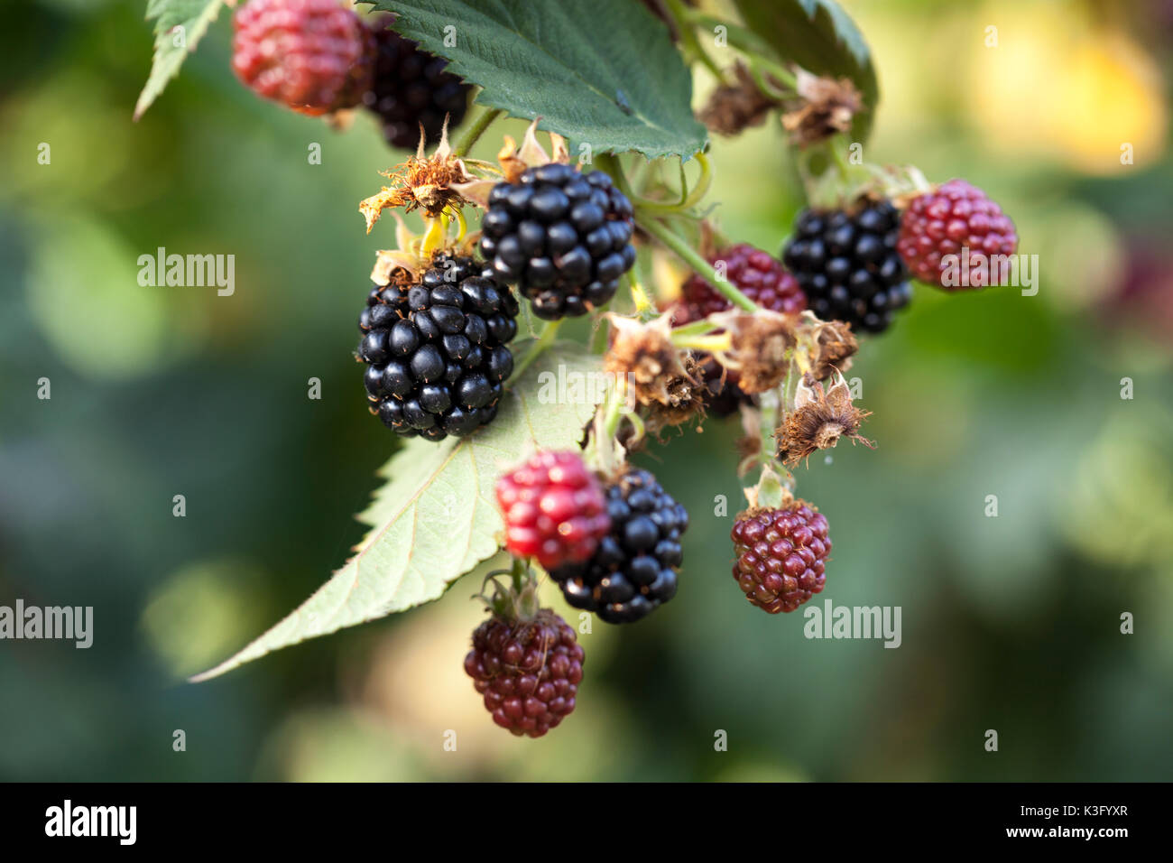 Blackberry fruit growing on branch Stock Photo Alamy