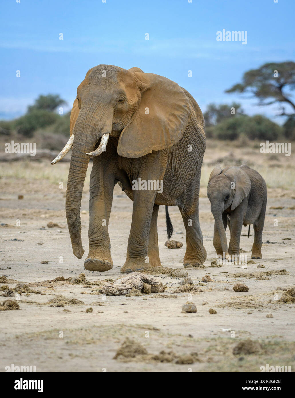 Amboseli National Park ,Kenya Stock Photo