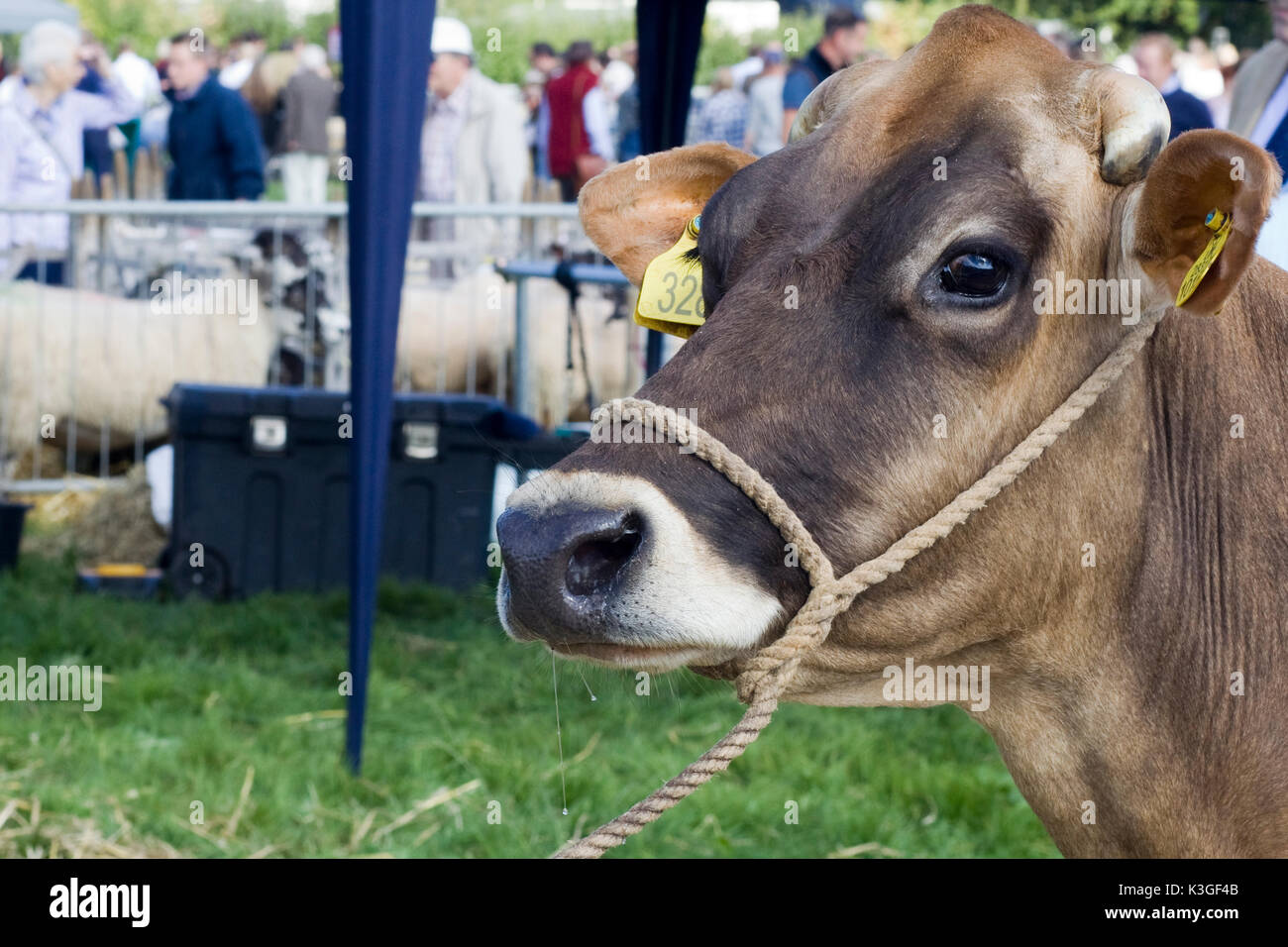 Jersey cattle at a showground Stock Photo Alamy