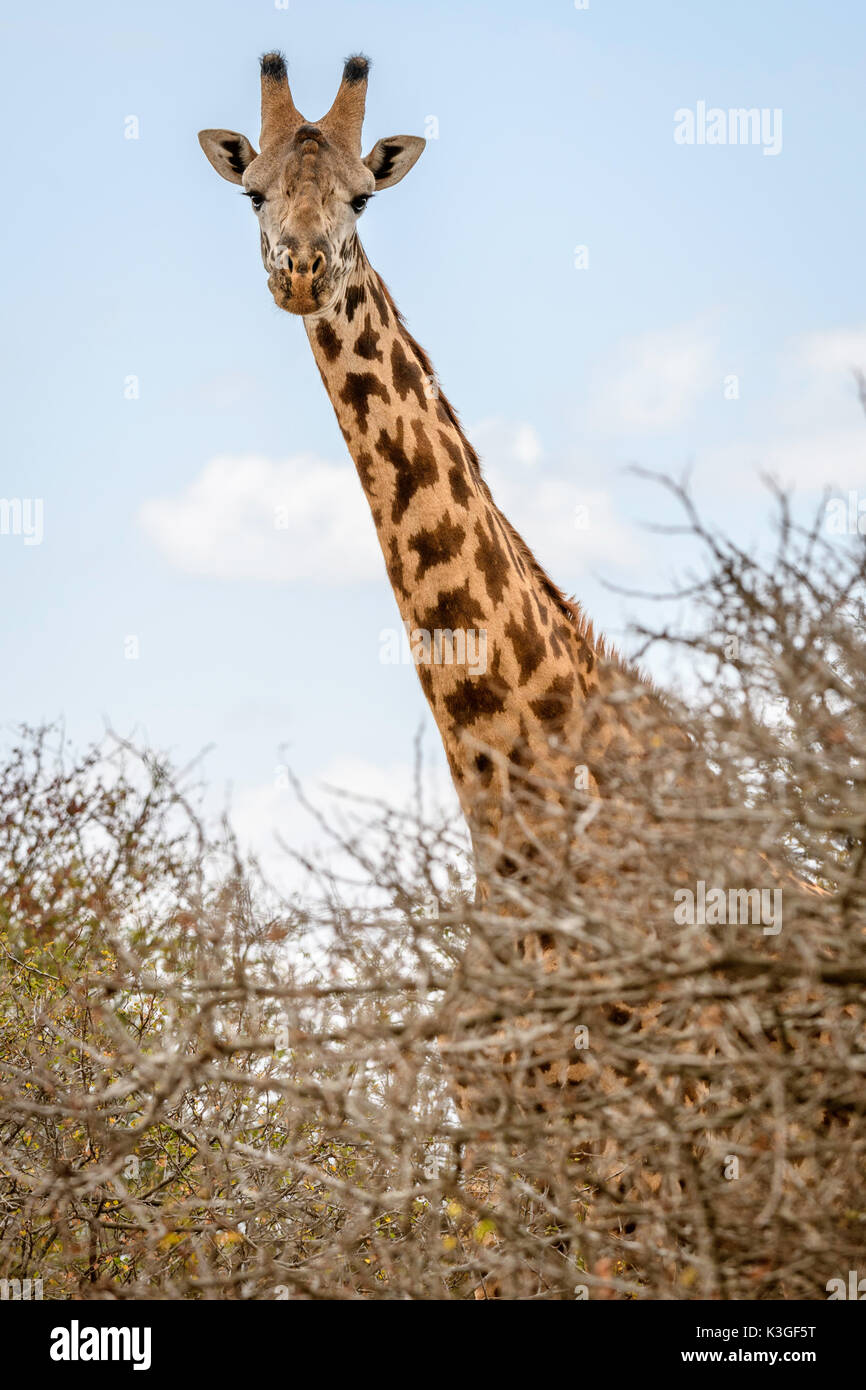 Masai Giraffe, Amboseli National Park Stock Photo
