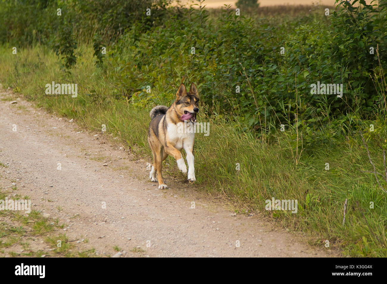 What Dog Hunts Wolves