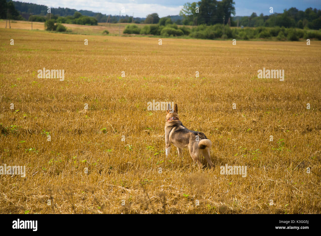 A friendly wolf like hunting dog enjoying free time in the field. Dog walk in the countryside. Stock Photo