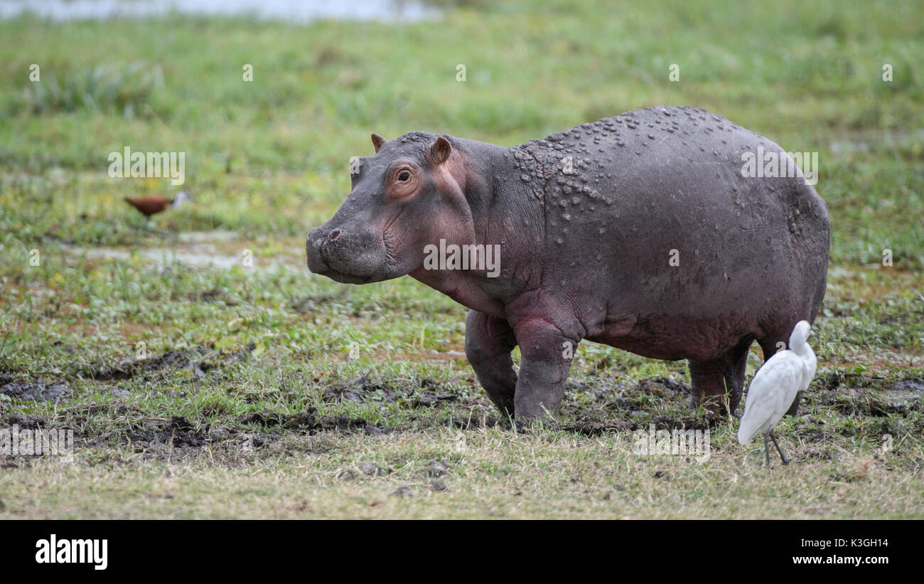Baby Hippopotamus, Amboseli National Park Stock Photo