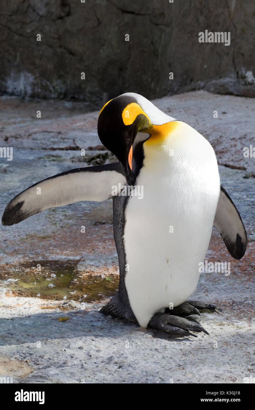 king Penguin Stock Photo