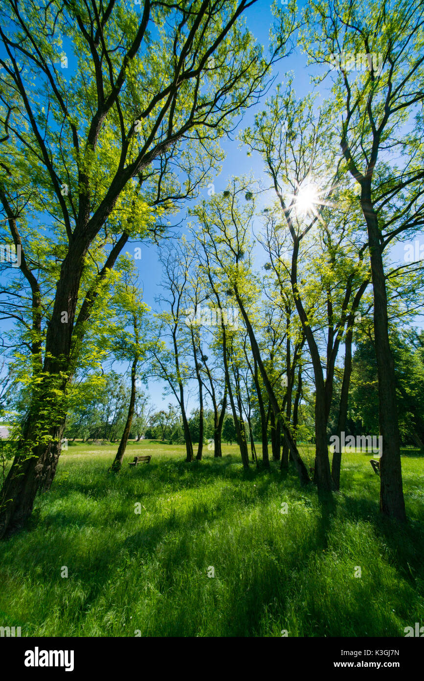 Sunny day in green spring park Stock Photo