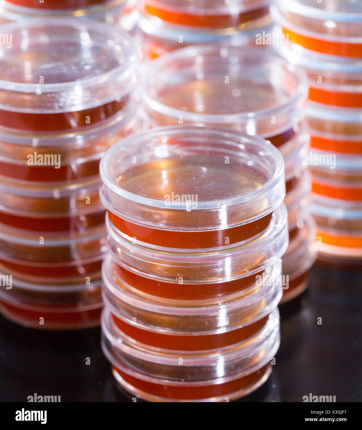 Pile petri dish for growing cultures of microorganisms in doctor hand , fungi and microbes. A Petri dish  ( Petrie dish. Petri plate or cell-culture d Stock Photo