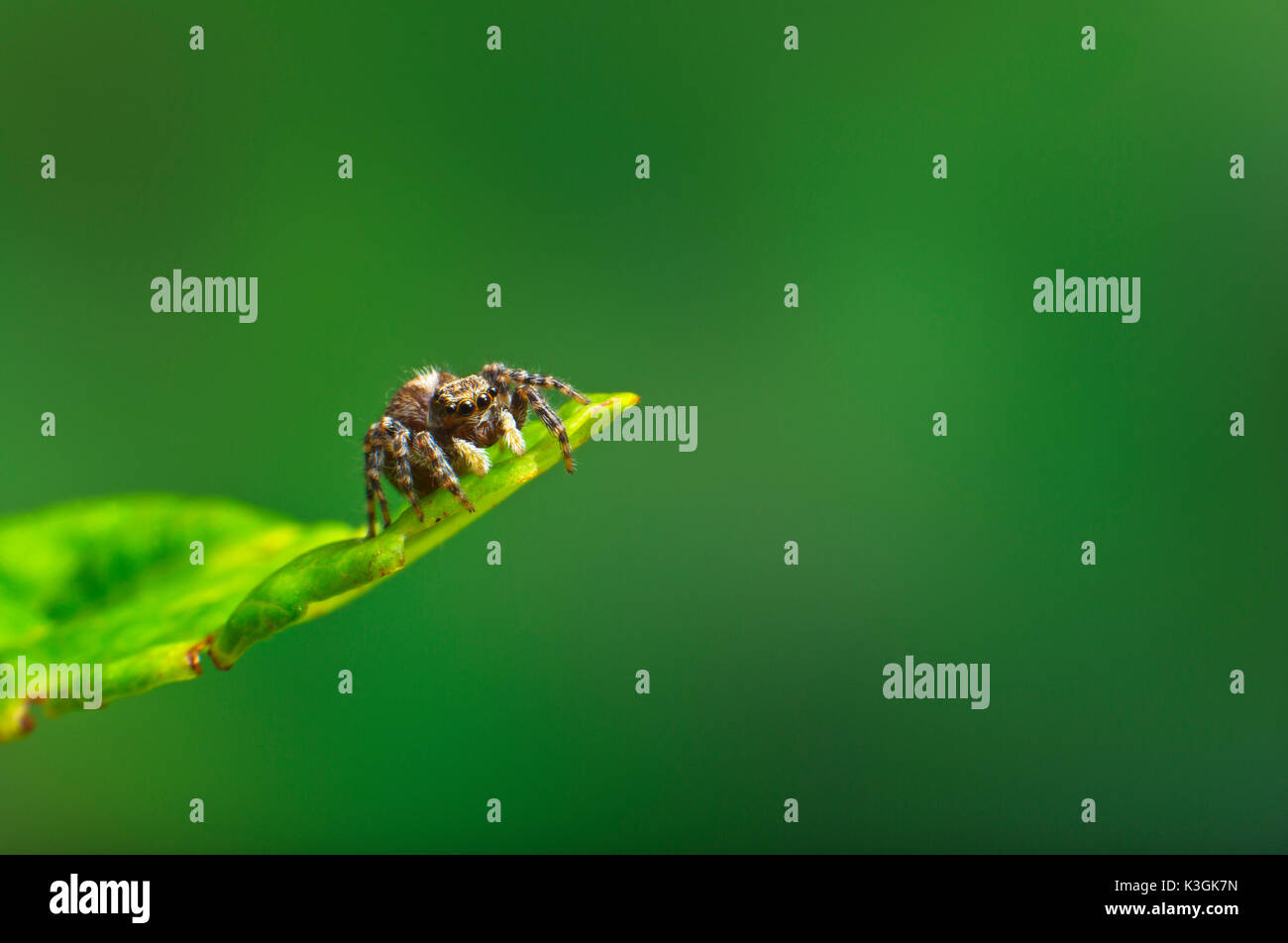 A female spider guarding her eggs Stock Photo