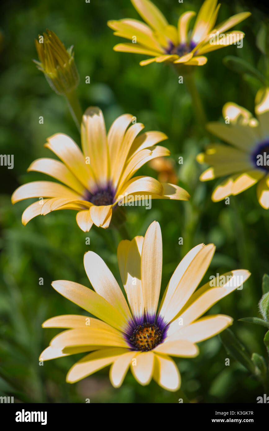 Daisies in full bloom hi-res stock photography and images - Alamy