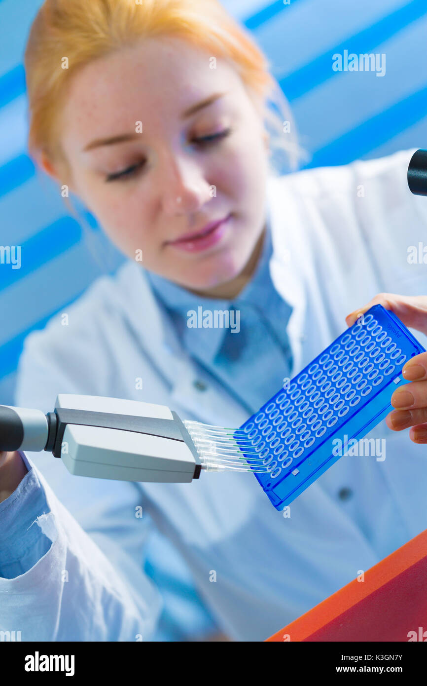 using a multi channel pipette for pcr  processing in microbiological laboratory Stock Photo